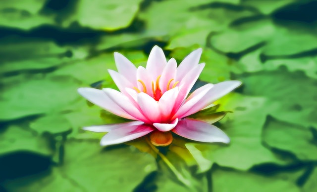 fleur de lotus